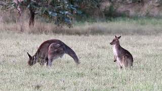 Delightful Kangaroos relaxing nature wildlife [upl. by Cryan]