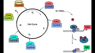 Machinery of the cell cycle Cell Division Part 2 of the cell cycle [upl. by Adorne]