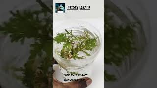 Magic plant Resurrection Plant Selaginella lepidophyllaBlack pearl [upl. by Lucias727]