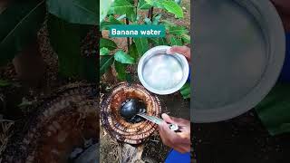 Health banana stem waterhealty water from banana tree in my garden [upl. by Giffer]