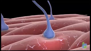 Botox Neural Signaling Blockade Process  3D Animation [upl. by Pavier481]