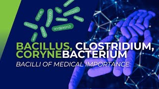 Bacillus Clostridium Corynebacterium Bacilli of Medical Importance [upl. by Lak]