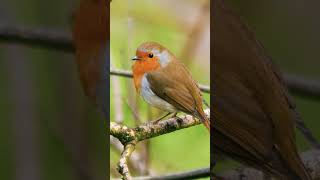 Robin Birb on a Spring Morning  Nature Bird Sounds shorts [upl. by Lexie238]