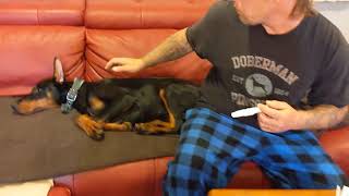 Doberman Pinscher Easy Ear Posting with Tampons [upl. by Tnairb]