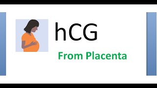 Obstetrics 089 hCG Human Chorionic Gonadotropin hormone Urine blood pregnancy placenta function [upl. by Solitta]