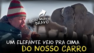 PERTO DEMAIS DOS ELEFANTES MOMENTOS DE TENSÃO NO SAFÁRI [upl. by Milore490]