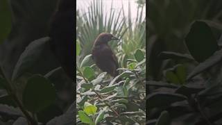 Cowbird in the trellis [upl. by Bergh577]