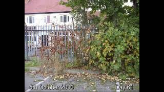 IVMs Japanese Knotweed Eradicating FAST System Video 7 [upl. by Javier48]