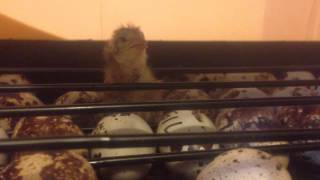 Quail chick chirping [upl. by Leraj]