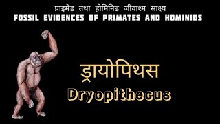 प्राइमेड तथा होमिनिड जीवाश्म साक्ष्य  Fossil Evidences of Primates and Hominids  Dryopithecus [upl. by Drallim]