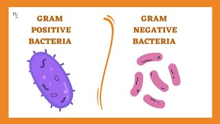 Gram positive and Gram Negative Cell wall difference in Eubacteria [upl. by Hazrit488]