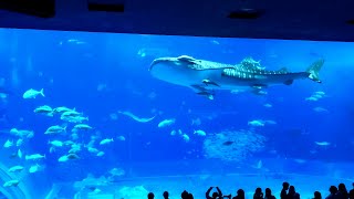 4K The Best Tourist Attraction Okinawa Churaumi Aquarium in Japan KDrama Shark Filming Location [upl. by Eleynad]