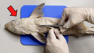 Strange Organ Inside a Shark   Shark Dissection [upl. by Eydnarb]