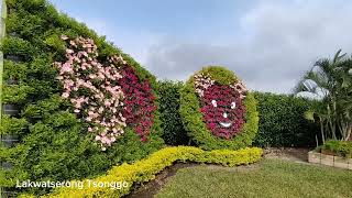 A must visit flower farm in Taichung Taiwan 🇹🇼 [upl. by Senskell]