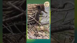 Through the Scrub Echidna’s Midday Ramble  Dharug Country [upl. by Adlesirk]