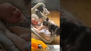 cat dog dogs cut cute love lovecats lovedogs funny virla viralvideo foryou foryoupage [upl. by Ayeka]