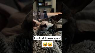 Adorable Sphynx Cat Eyes cats sphynx kitten catsoftiktok [upl. by Anayk]