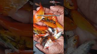 3quot Koi carp fish available bulk quantity koicarp koifish fish videos [upl. by Rodney]