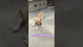 Heera Hai Tu Heera shorts ytshorts trending funny labrador viralvideo youtubeshorts dog [upl. by Simaj]