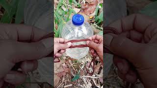 Bushcraft survival bottle tips in forest Camping bushcraft experiment bushcraftsurvival shorts [upl. by Nicko]