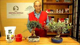 Cuidados y consejos bonsái Olea  Mistral Bonsai [upl. by Itnahs551]