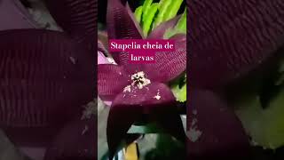 video plants stapelia greenplants [upl. by Nilsoj]