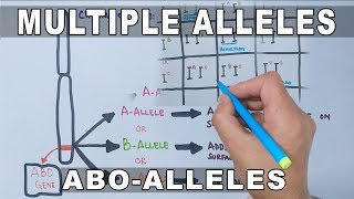 Multiple Alleles [upl. by Pinette]