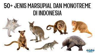 50 Jenis Marsupialia Mamalia Berkantung dan Monotremata Mamalia Bertelur di Indonesia [upl. by Elna511]