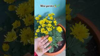 Mini garden🌱🪴ytshorts viralvideo shortvideo shorts garden subscribe subscribe support [upl. by Romano]