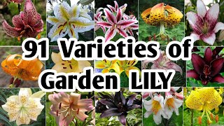 91 Lily Flower Plants for garden  Best Lily varieties  Garden Lily Varieties  Plant and Planting [upl. by Daigle]