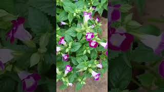 Beautiful Torenia Flower Plant  Plant Guide [upl. by Niwroc819]