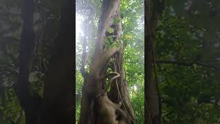 balete tree at Mt makiling [upl. by Imotih]