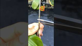 Tips for pruning orchids to make them bloom more garden plants [upl. by Sosthena]