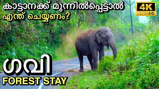 Gavi Forest Stay  Kochu Pamba KSEB IB  4K UHD [upl. by Elime]