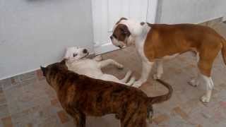 Dog fighting Pitbull vs American bulldog vs Dogo argentino v20 [upl. by Nnaeilsel]