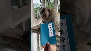 Monkey doesnt like studying he just likes eating [upl. by Dahs]