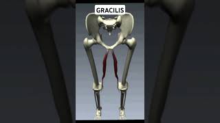 Write Gracilis Muscle Action [upl. by Saxon]