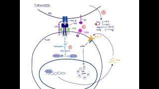 Brandls Basics Immunosuppressants used in organ transplantation  Mechanism of action 12 [upl. by Avuha]