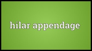 Hilar appendage Meaning [upl. by Iliram]