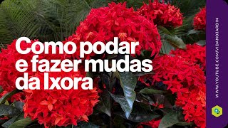 Como podar e fazer mudas de Ixora [upl. by Mariko]