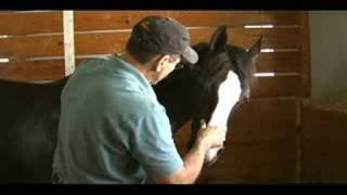 Beyond Horse Massage What is the Masterson Method® [upl. by Nadabas]