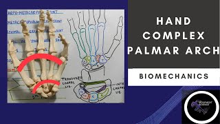 PALMAR ARCHES  HAND COMPLEX BIOMECHANICSPhysiotherapy [upl. by Clellan]