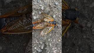 cicadas 2024 north carolina cicadas insects cicada northcarolina [upl. by Yentrac]