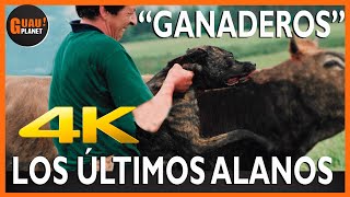 ALANO ESPAÑOL🐶💪🦴 LOS ÚLTIMOS ALANOS quotGANADEROSquot👨‍🌾🐄 4K alanoespañol [upl. by Eignav]