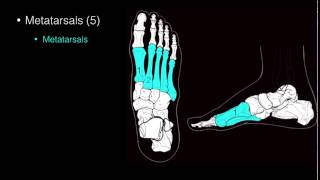 Osteo of Ankle and Foot [upl. by Mariande]