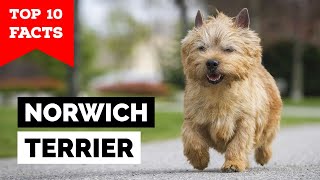 Norwich Terrier  Top 10 Facts [upl. by Eachern]