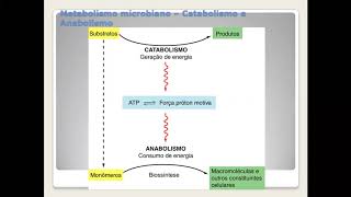 Metabolismo microbiano I [upl. by Kiyoshi576]