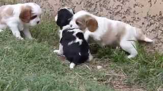 Chiots cavalier king charles 1 mois [upl. by Halyahs]