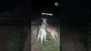 These Kangas Had One Too Many  ViralHog [upl. by Nesbitt]