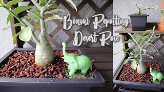 Repotting Desert Rose as a Bonsai Portulacaria Afra Bonsa [upl. by Efioa]